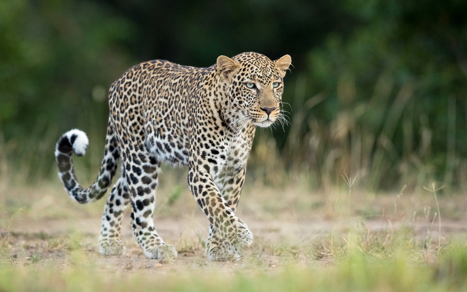 Full Day Safari