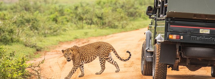 Leopard in Wilpattu National Park during a guided safari tour