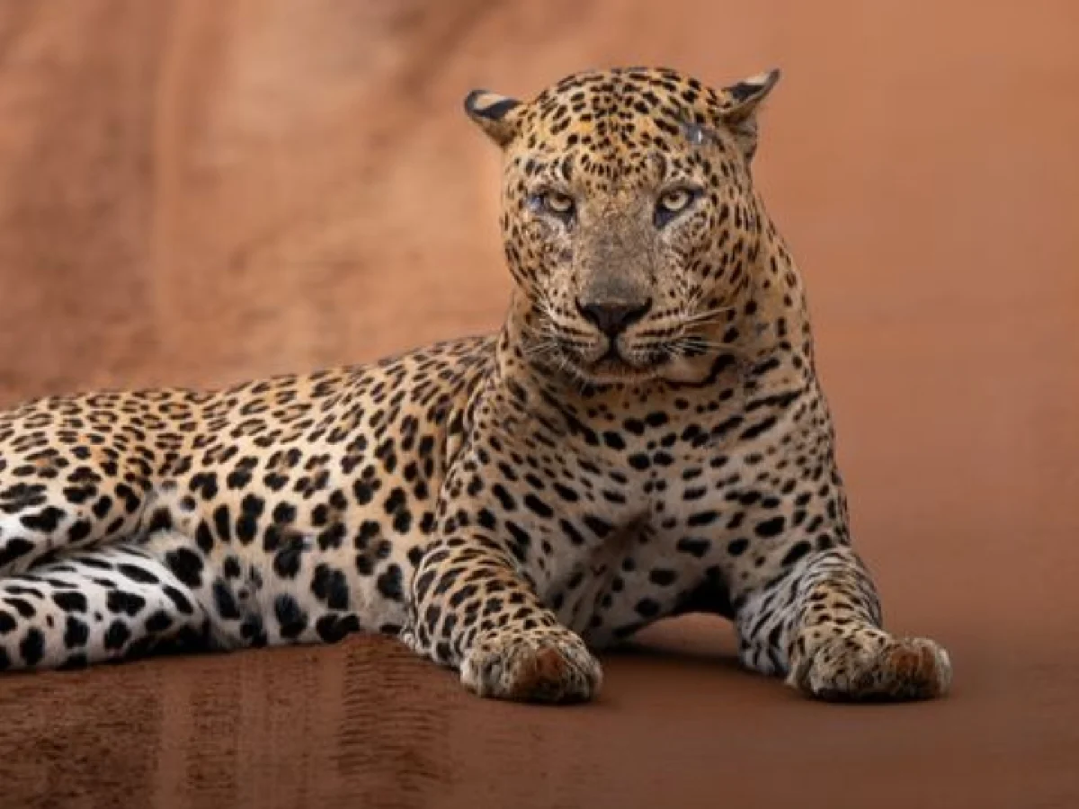 About Wilpattu Wild