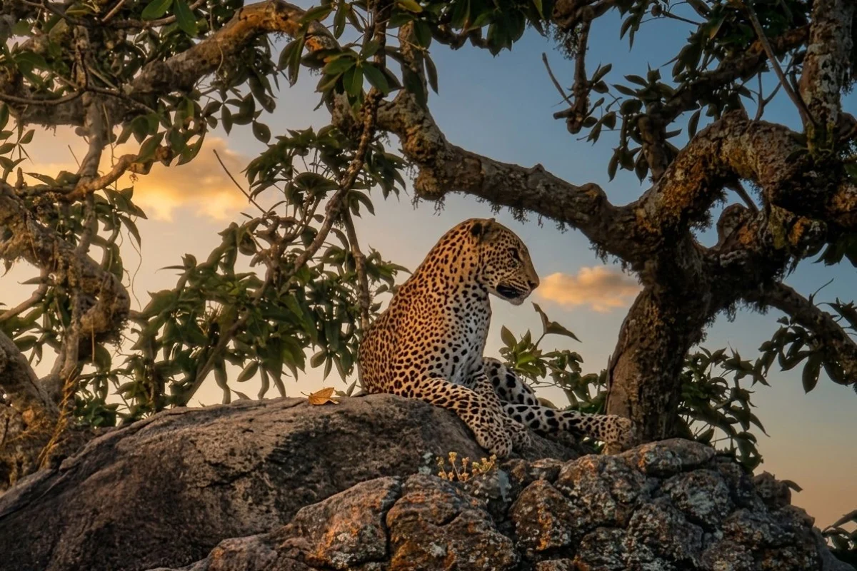 Half Day Safari image 1